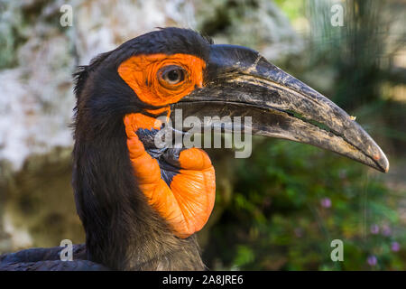 Il volto di una terra meridionale hornbill in primo piano e tropicale di specie di uccelli provenienti dall Africa, vulnerabile specie animale Foto Stock