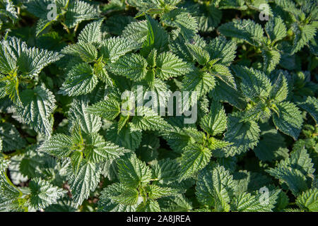 Ortica verde sul prato in estate Foto Stock