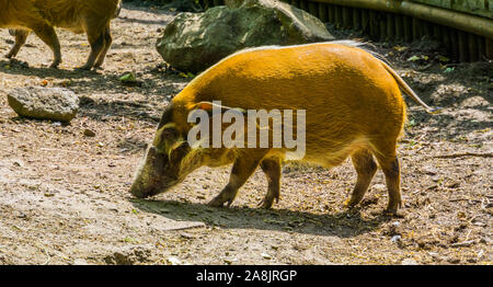 Red River hog closeup ritratto, tropicale Wild boar specie dall'Africa Foto Stock