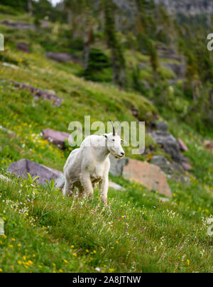 Capre di montagna si affaccia sul lato della collina in estate Foto Stock