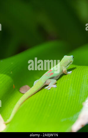 Il GECO, ritratto Foto Stock