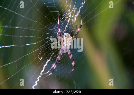 Hawaiian Giardino Spider (Argiope appensa) Foto Stock