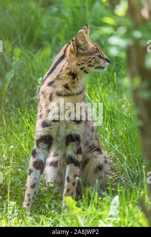 serval, leptailurus serval, splendido animale che si trova nella foresta Foto Stock