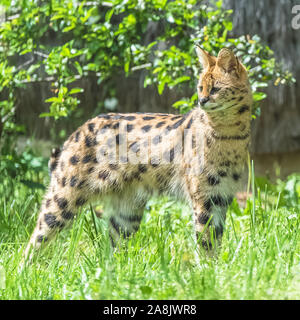 serval, leptailurus serval, splendido animale che si trova nella foresta Foto Stock