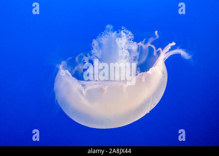 Il Monterey Bay Aquarium, California, Luna Medusa Foto Stock