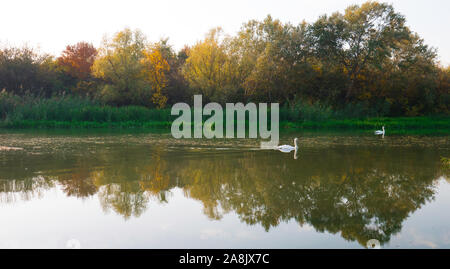 Due cigni bianchi nuotare nel fiume circondato dalla bellissima natura in autunno. Foto Stock