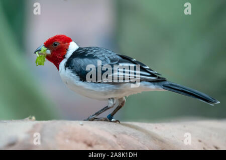 Rosso Cardinale cowled ( Paroaria dominicana) Foto Stock