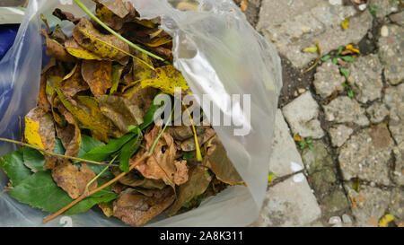 Immondizia di plastica sacchi riempiti con autunno foglie di albero Foto Stock