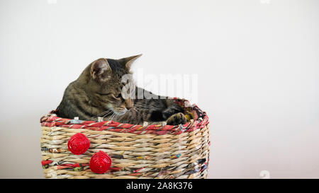 Assonnato striped cat in un cestello. Foto Stock