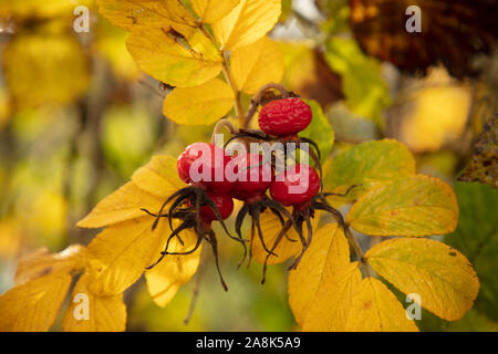 Red Rose hips giallo e foglie di autunno di Rosa rugosa o giapponese Rose visto in una siepe in un giorno di novembre. Foto Stock