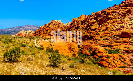 Il Giallo e il rosso scogliere di arenaria lungo il calicò sentiero escursionistico in Red Rock Canyon National Conservation Area vicino a Las Vegas, Nevada, Stati Uniti Foto Stock