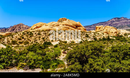 Il Giallo scogliere di arenaria sulla cava di pietra arenaria Trail nel Red Rock Canyon National Conservation Area vicino a Las Vegas, Nevada, Stati Uniti Foto Stock