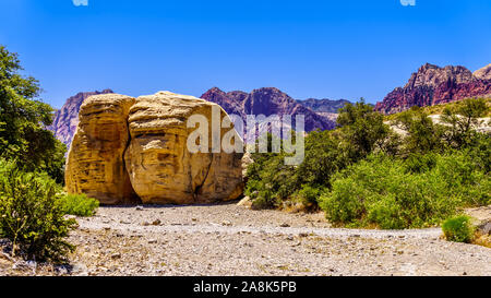 Gigante giallo rocce di arenaria presso la cava di pietra arenaria Trail nel Red Rock Canyon National Conservation Area vicino a Las Vegas, Nevada, Stati Uniti Foto Stock