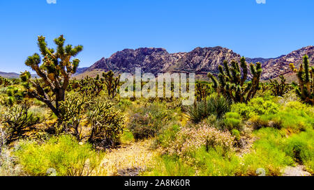 Un grande Joshua Tree in semi paesaggio desertico di Spring Mountain Ranch stato parco vicino a Las Vegas, Nevada, STATI UNITI D'AMERICA Foto Stock