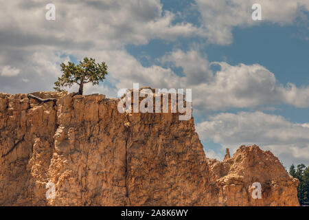 Unico superstite di albero su una roccia Foto Stock