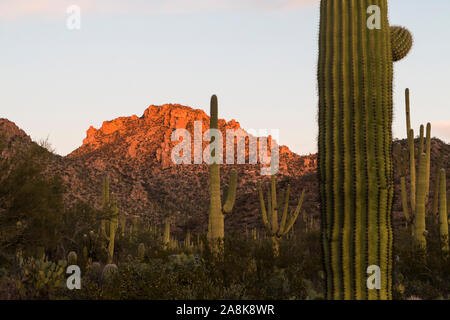 Vista del paesaggio durante il tramonto nel Parco nazionale del Saguaro vicino a Tucson, Arizona. Foto Stock