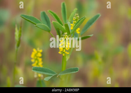 Giallo Meliloto fiori in fiore in primavera Foto Stock