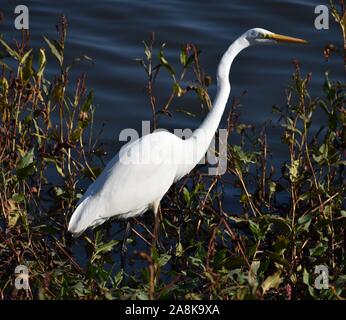 Un Airone bianco maggiore (Ardea alba) wades attraverso le piante di acqua in corrispondenza del bordo di Struve Slough, Watsonville, California. Foto Stock