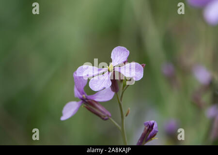 Cavolo viola i fiori in fiore in primavera Foto Stock