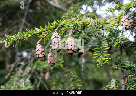 Western Hemlock coni in inverno Foto Stock