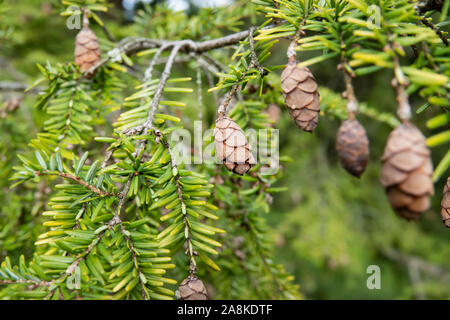 Western Hemlock coni in inverno Foto Stock