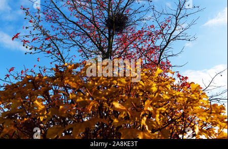 Duesseldorf, Germania. 09Nov, 2019. Autumnally colorati di rosso e una foglia di capsule di semi di appendere da un acero ornamentali in cui vi è un gazze' Nest. Nella parte anteriore di una boccola di colore giallo con foglie di autunno. Credito: Horst Ossinger/dpa/Alamy Live News Foto Stock