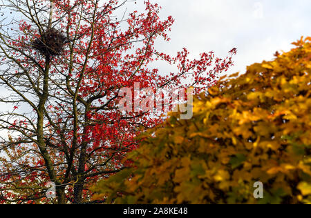 Duesseldorf, Germania. 09Nov, 2019. Autumnally colorati di rosso e una foglia di capsule di semi di appendere da un acero ornamentali in cui vi è un gazze' Nest. Nella parte anteriore di una boccola di colore giallo con foglie di autunno. Credito: Horst Ossinger/dpa/Alamy Live News Foto Stock