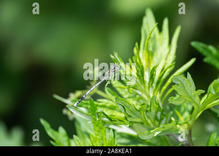 Zampe bianche Damselfly sulla foglia di primavera Foto Stock