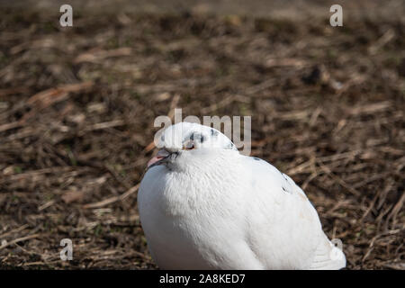 Il piccione bianco in inverno Foto Stock
