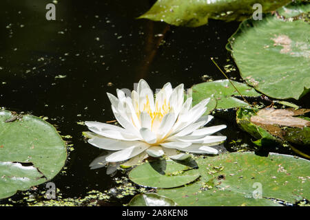 Americano bianco acqua giglio fiore in fiore in estate Foto Stock
