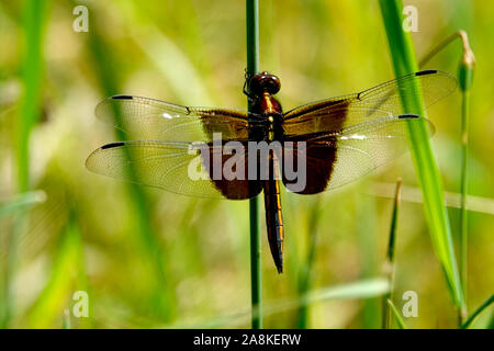 Vedova Skimmer Dragonfly appollaiato sulla lamina Foto Stock