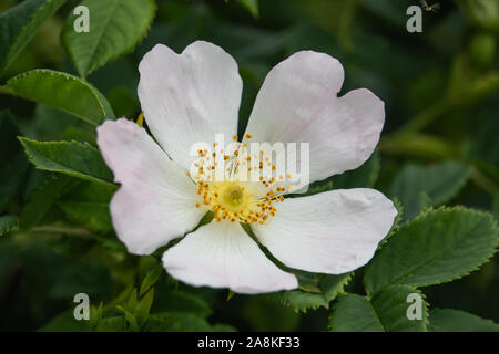 Wild Rose fiore in fiore in primavera Foto Stock