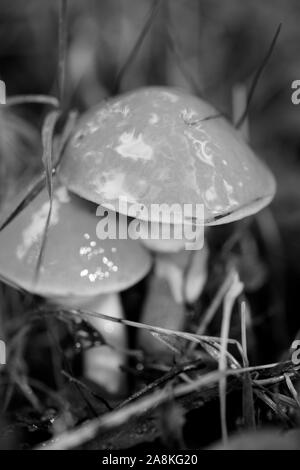 I funghi selvatici in bianco e nero consente di modificare lo sfondo della macro cinquanta megapixel Foto Stock