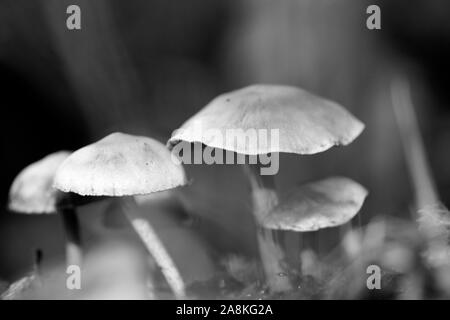 I funghi selvatici in bianco e nero consente di modificare lo sfondo della macro cinquanta megapixel Foto Stock