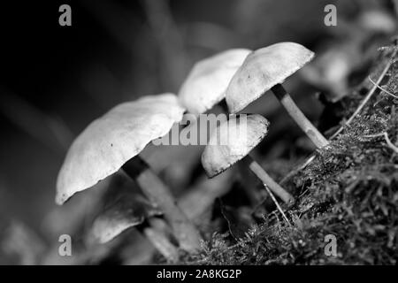 I funghi selvatici in bianco e nero consente di modificare lo sfondo della macro cinquanta megapixel Foto Stock