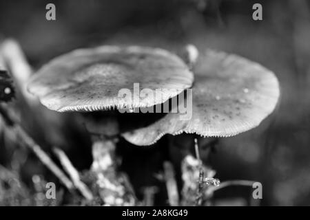 I funghi selvatici in bianco e nero consente di modificare lo sfondo della macro cinquanta megapixel Foto Stock