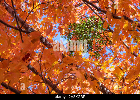 Vischio verde visto attraverso vivaci autunno foglie di acero in una bella giornata di caduta di Atlanta, Georgia. (USA) Foto Stock