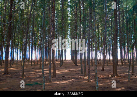 Guardando attraverso una griglia di alberi di pino sulla spiaggia vicino a Kota Bharu. In Kelantan, Malaysia. Foto Stock