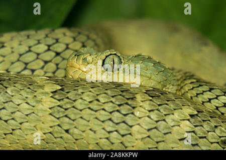 Boccola verde viper, Atheris squamigera, close up Foto Stock