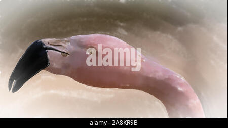 Acquerello immagine: Vista del collo e della testa di un fenicottero, nome scientifico Phoenicopteridae, isolato da sfondo sfocato con bokeh, uccello Foto Stock