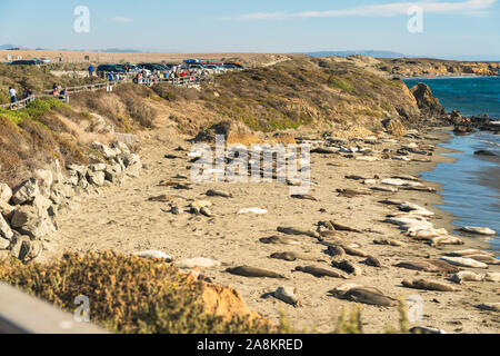 San Simeone, California/USA - Novembre 2, 2019 colonia di foche. Le guarnizioni di tenuta di elefante su San Simeone rive, Central costa della California Foto Stock