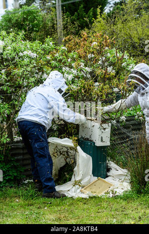 Bee keepers catturare uno sciame di api di miele in un giardino in una calda mattina di primavera Foto Stock