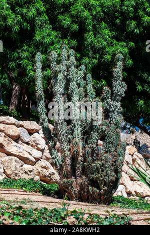 Un alto cactus cresce sulla strada della città. La riqualificazione urbana. Foto Stock