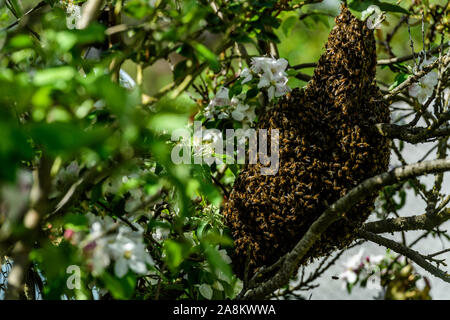 Uno sciame di api sospesi dal pesco ramo su una calda primavera morrning Foto Stock