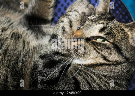 Cat prendere uno sguardo in mezzo addormentato su sfondo blu. Foto Stock