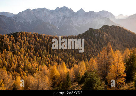 Bella foresta di autunno al tramonto. Bellissimo paesaggio con alberi con rosso e arancio foglie. Foto Stock