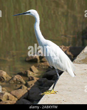 Profilo di un bianco garzetta Egretta garzetta appollaiata sul bordo di cemento di un laghetto con riflessione sfocata di canne in background Foto Stock