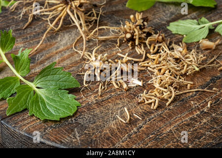 Tagliate la valeriana Radici su di un tavolo di legno - preparazione di tintura a base di erbe Foto Stock