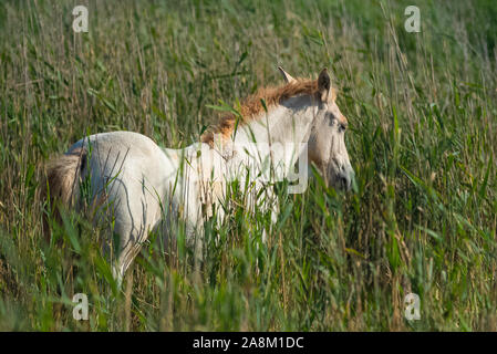 Cavallo bianco nelle canne nelle paludi, luce serale Foto Stock