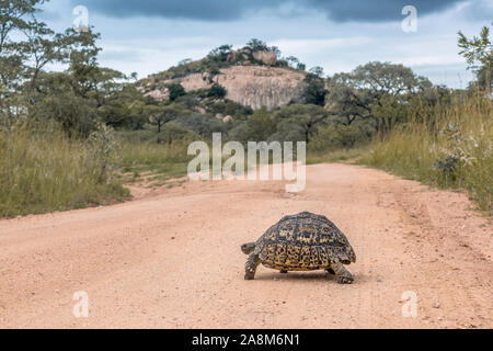 Leopard tartaruga safari attraversamento strada di ghiaia nel Parco Nazionale di Kruger, Sud Africa ; Specie Stigmochelys pardalis famiglia di Testudinidae Foto Stock